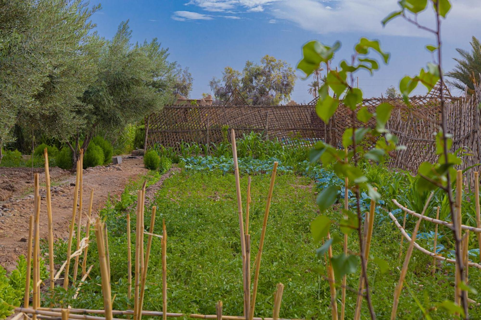 Maison D'Hote Amridil Skoura Luaran gambar